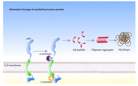 Amyloid Beta Peptide .